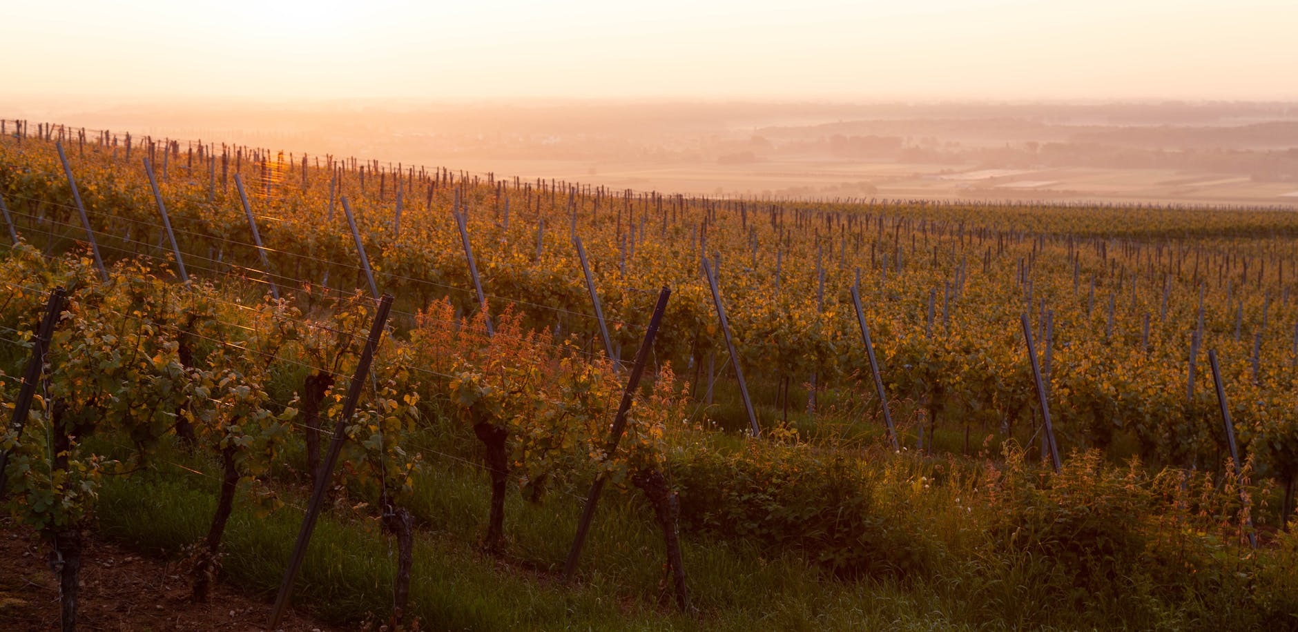 Rolling vineyard hills of South Moravia wine region