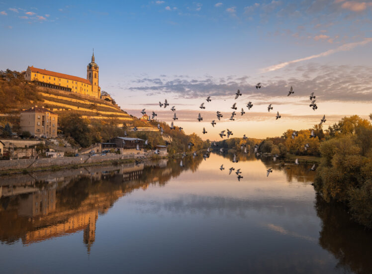 Zámek Mělník při západu slunce s hejnem ptáků nad soutokem Labe a Vltavy.