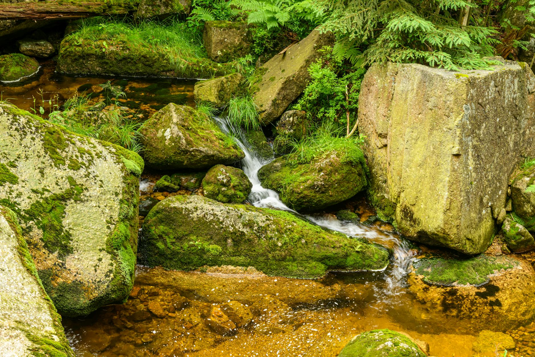 Serene forest stream flowing over mossy boulders surrounded by lush green vegetation Czech Republic