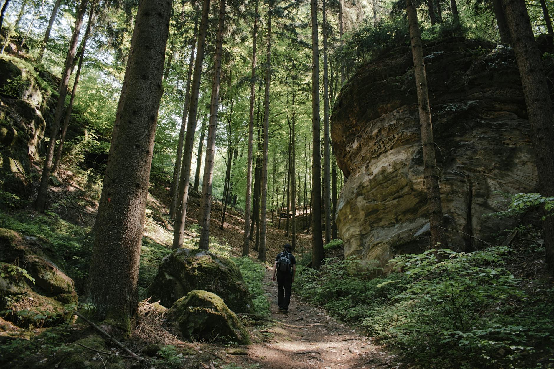 Hiker exploring lush forest path with rocky formations on hiking trail in Czech Republic