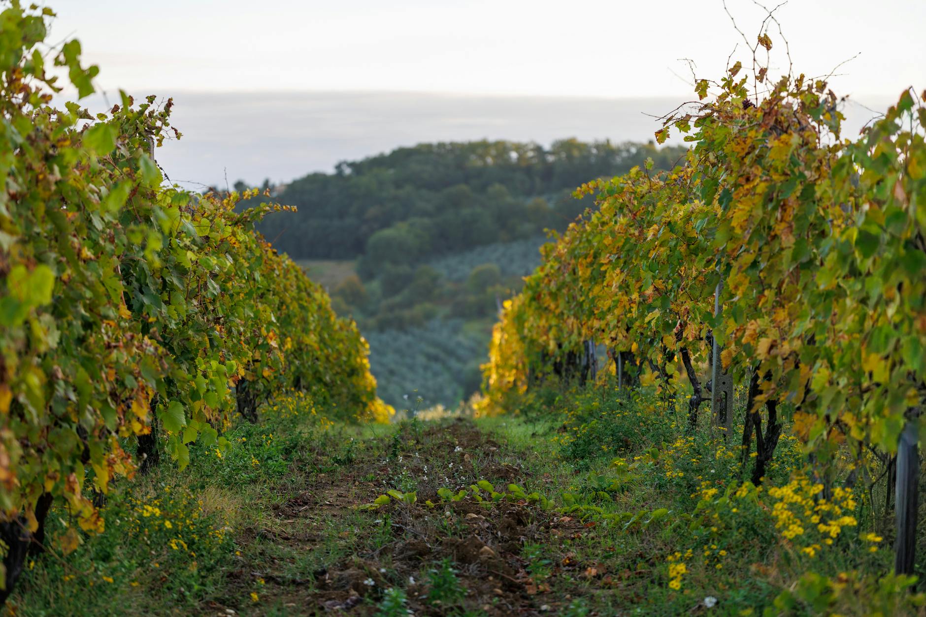 Vineyard rows at sunset in Moravian wine region near Valtice