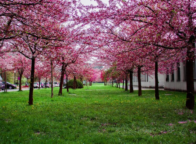 Cherry blossom alley in a Prague park during spring