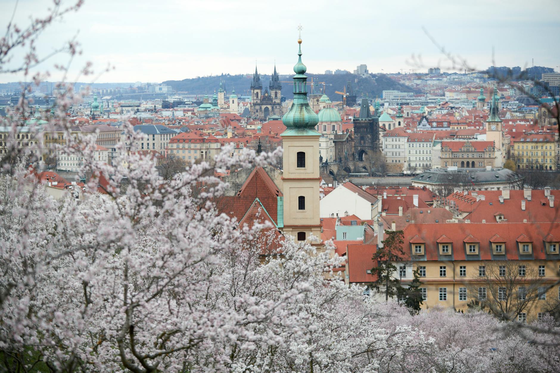 Praha na jaře — třešně v květu s výhledem na střechy Starého Města