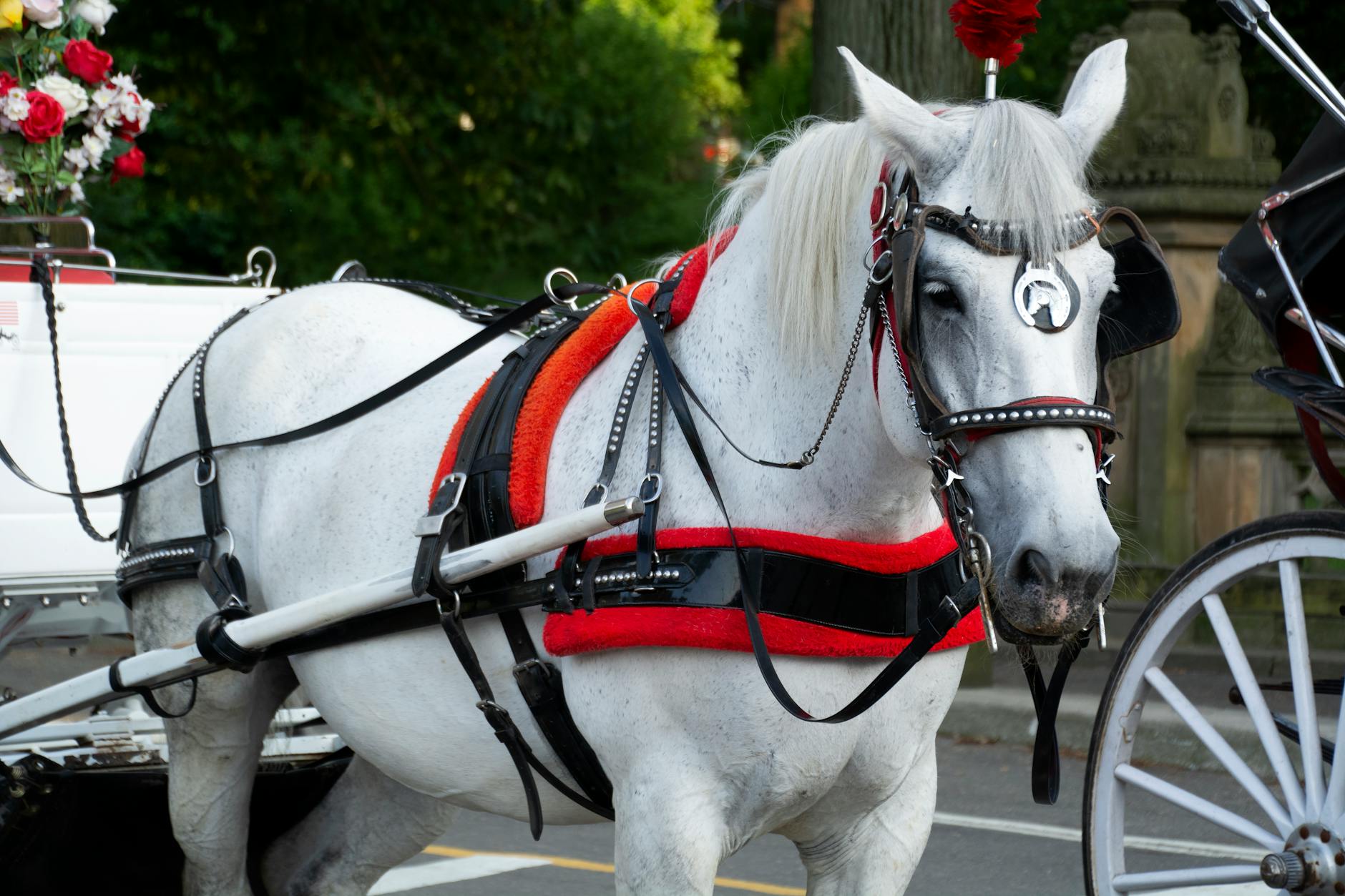Kladruby nad Labem ceremonial white Kladruber horses in historic stud farm landscape