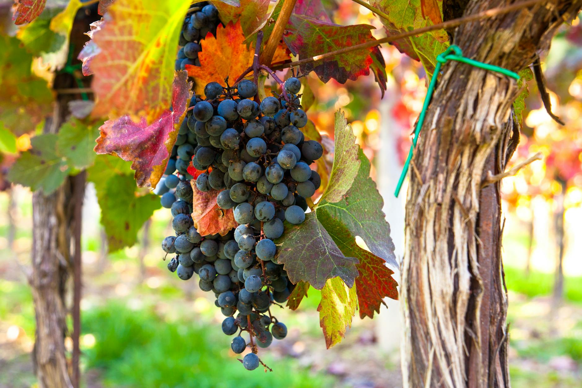 Close-up of ripe grapes hanging on a vine in a vibrant South Moravian vineyard.