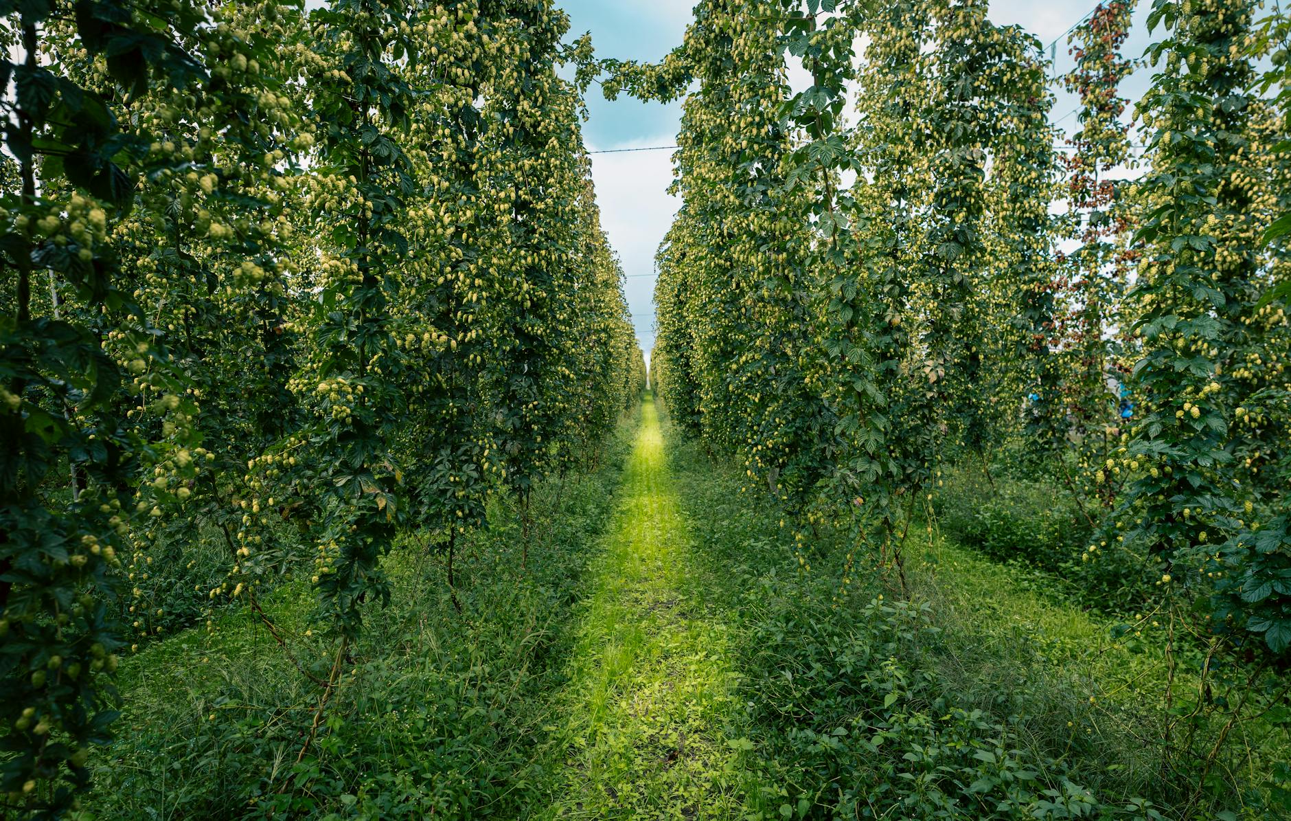 Žatec Saaz hops growing landscape with traditional tall trellis systems in Czech Republic